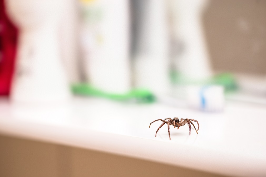House spider roaming through home