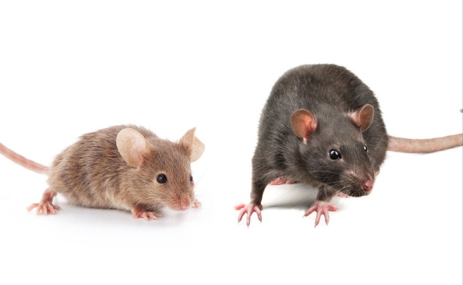 The difference between a mouse and a rat