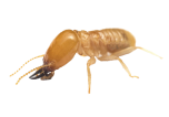 Orange worker termite