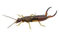Brown and black earwig with large pinchers 