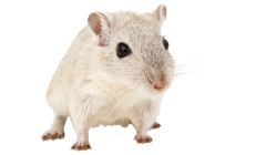 Small white mouse