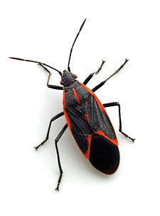 Orange and black box elder bug against a white background