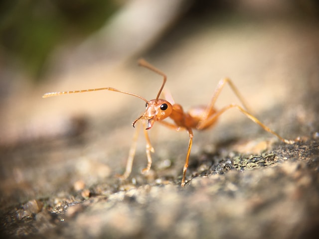 Up-close image of a red ant with it's powerful mandibles, one of the ant body parts, in full view
