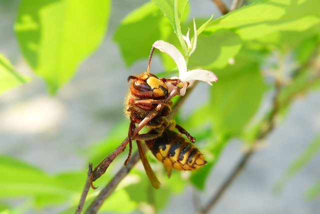 Brown and yellow European hornet clinging to a branch adorned with a small white flower. Behind the hornet is green leaves and brown branches slightly out of focus. The prominent focus of the image is the hornet's body and large brown eyes. 