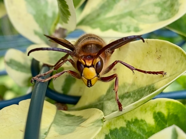 A yellow and brown European hornet poised on a bunch of green leaves.