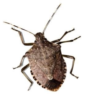 Brown stinkbug against a white background