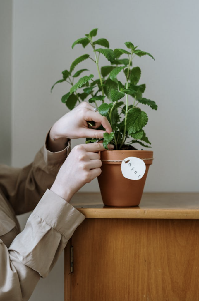 Mint Plant