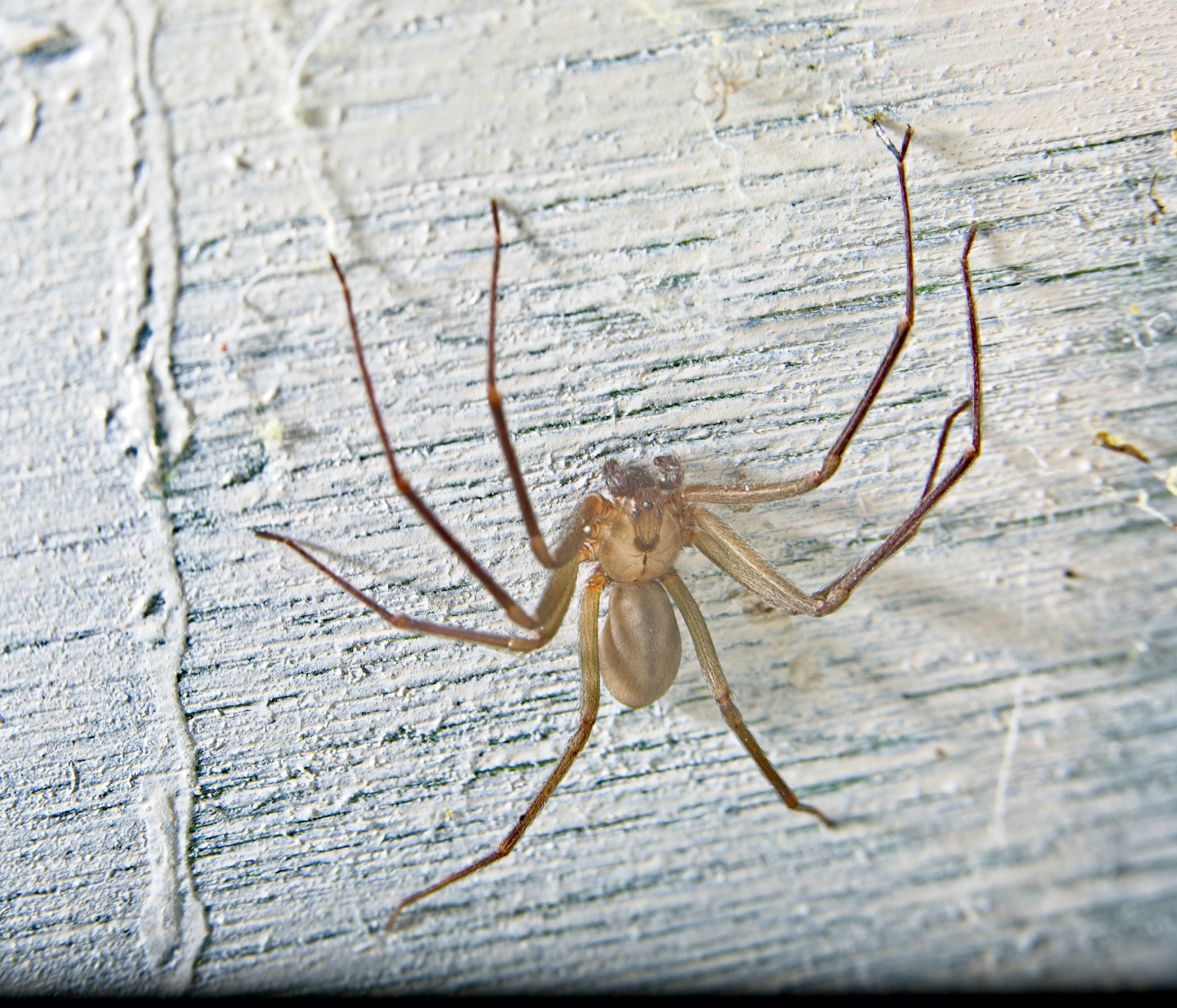 brown recluse web identification