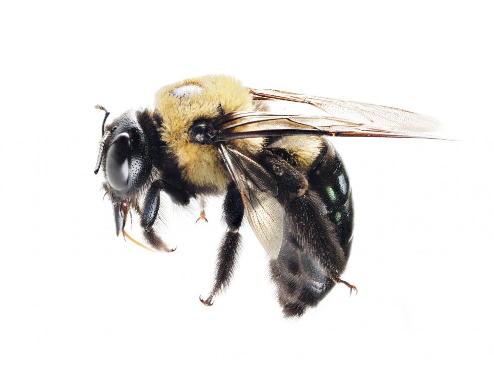 Carpenter bees Pest Control