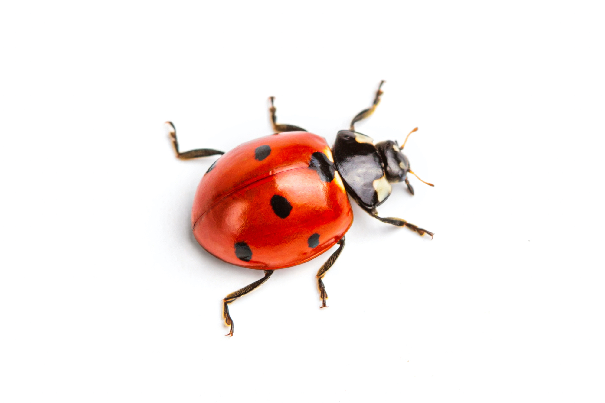 Beetles – AtoZ Pest Control