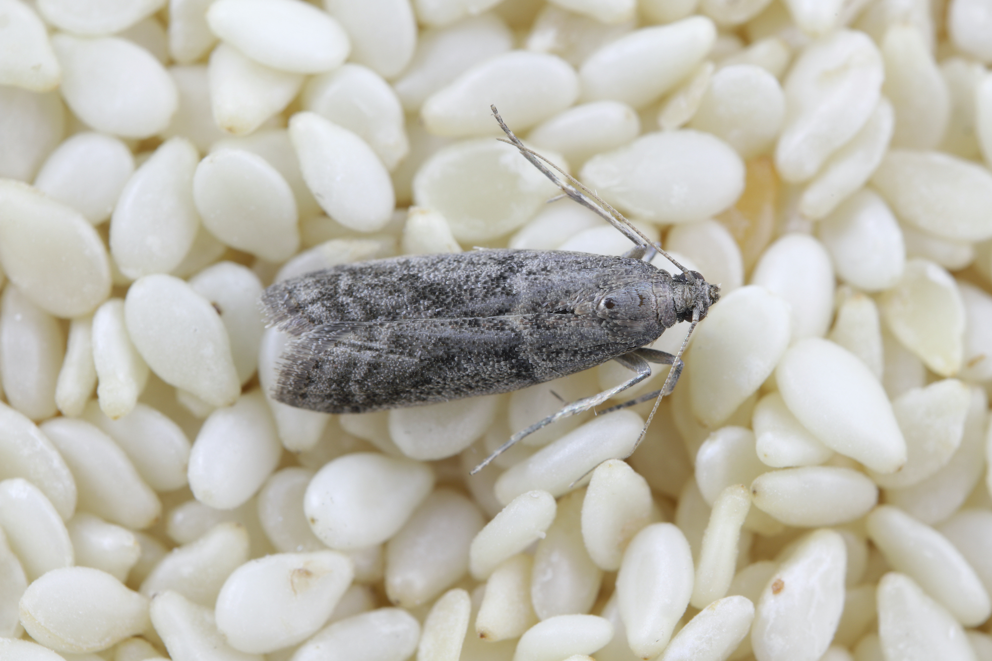 Indianmeal moth, Pantry Pests