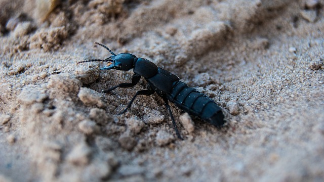 A black rove beetle, one of the bugs that look like earwigs, shuffling through the sand