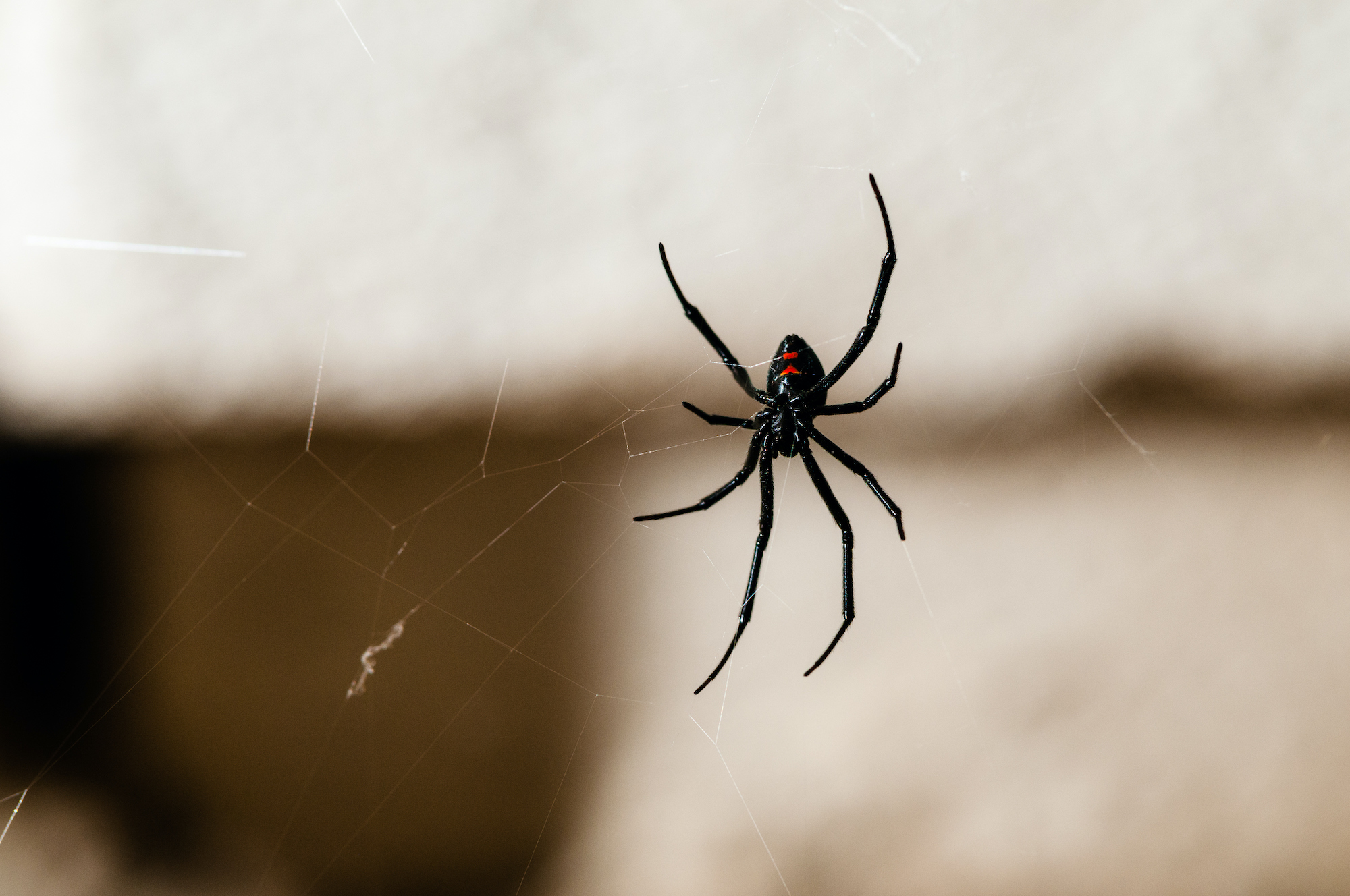 red colored spiders in colorado