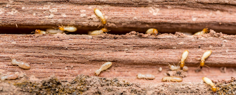 Old and grunge wood board was eating by group of Arizona termites