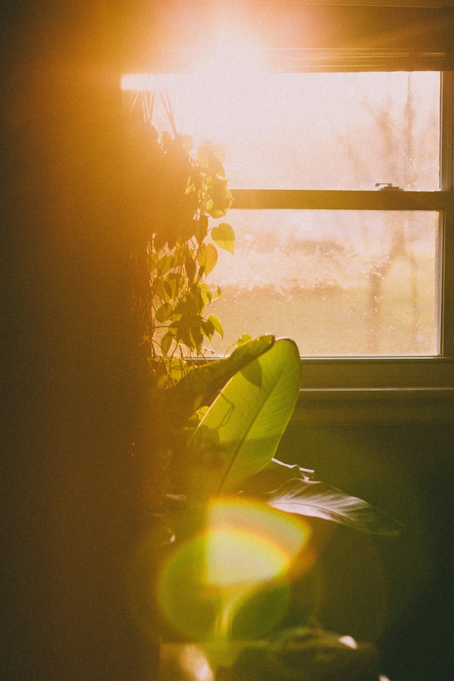 Sunlight streaming through a window over plants and vines