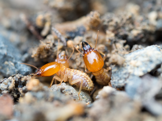 Two soldier termites climbing through dirt