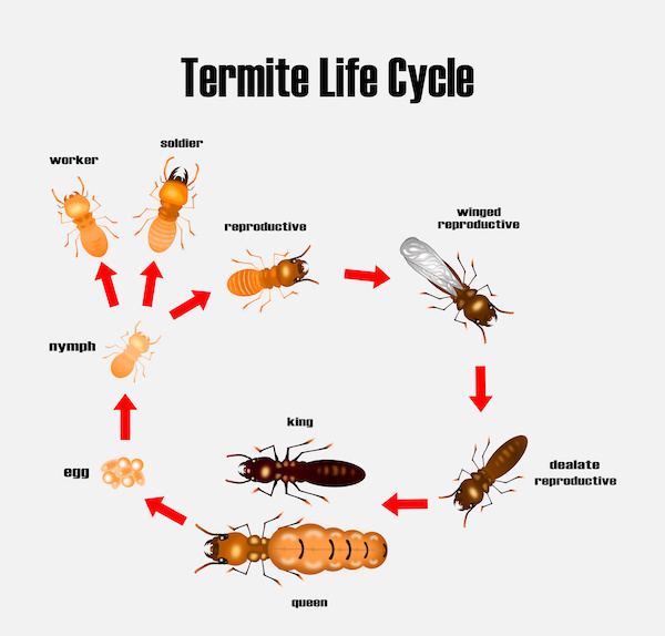 Cartoon of the life cycle of termites detailing the stages from egg, nymph, worker, soldier, and reproductive castes 