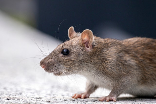 Large brown/grey rat crawling on the floor