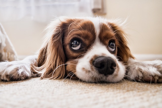 White and brown dog with large eyes sitting inside on tan carpeting 