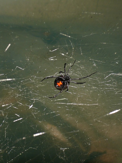 Black widow spider on a web