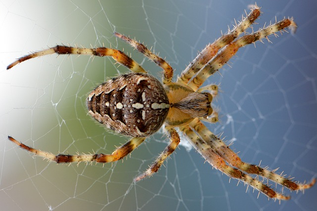 Multi-colored orb weaving spider
