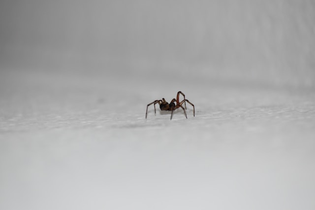 Small black and brown spider crawling on white colored tile flooring