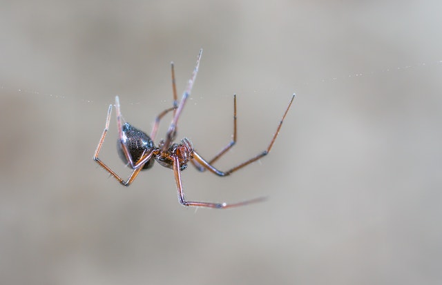 Black and brown spider hanging upside down on a web