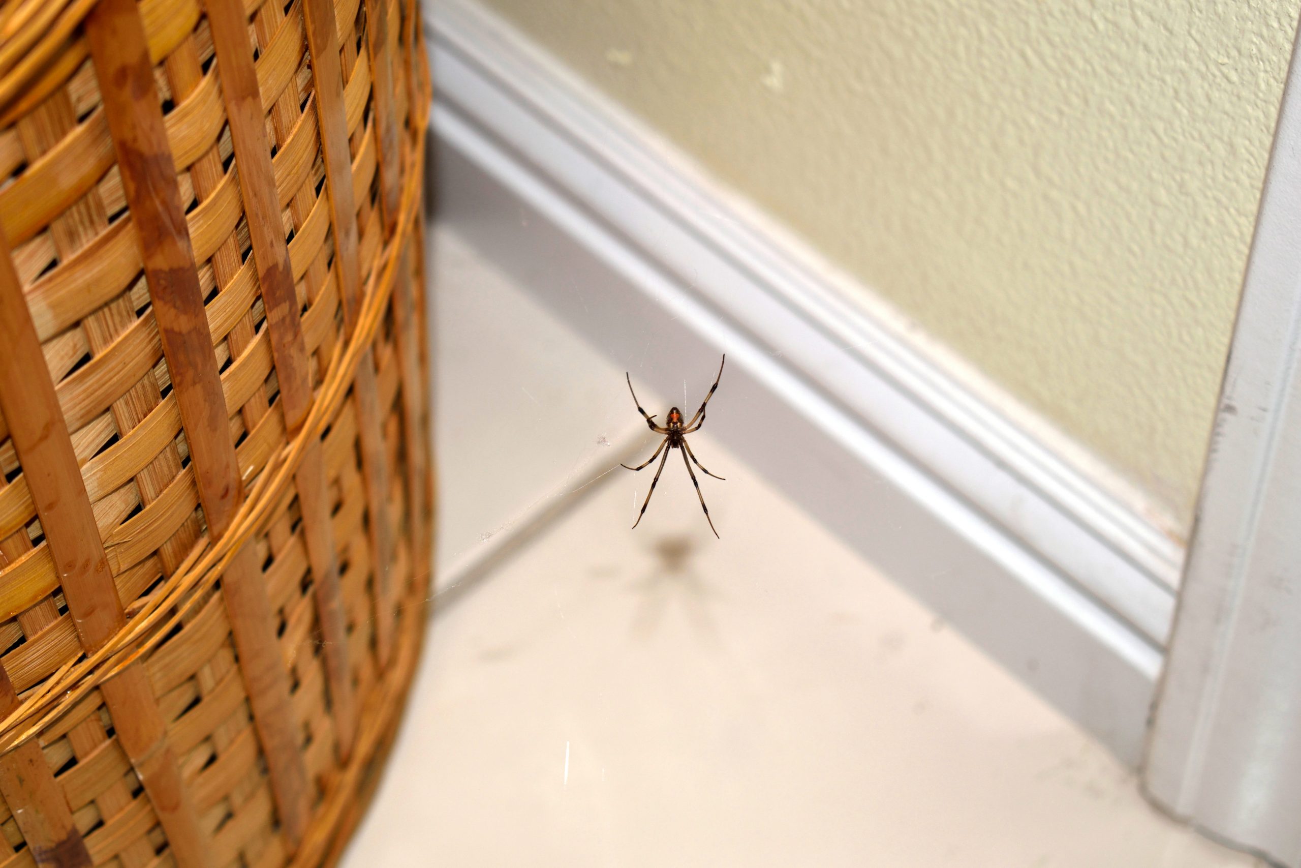 Which Utah spiders to be worried about, and which ones not to fear