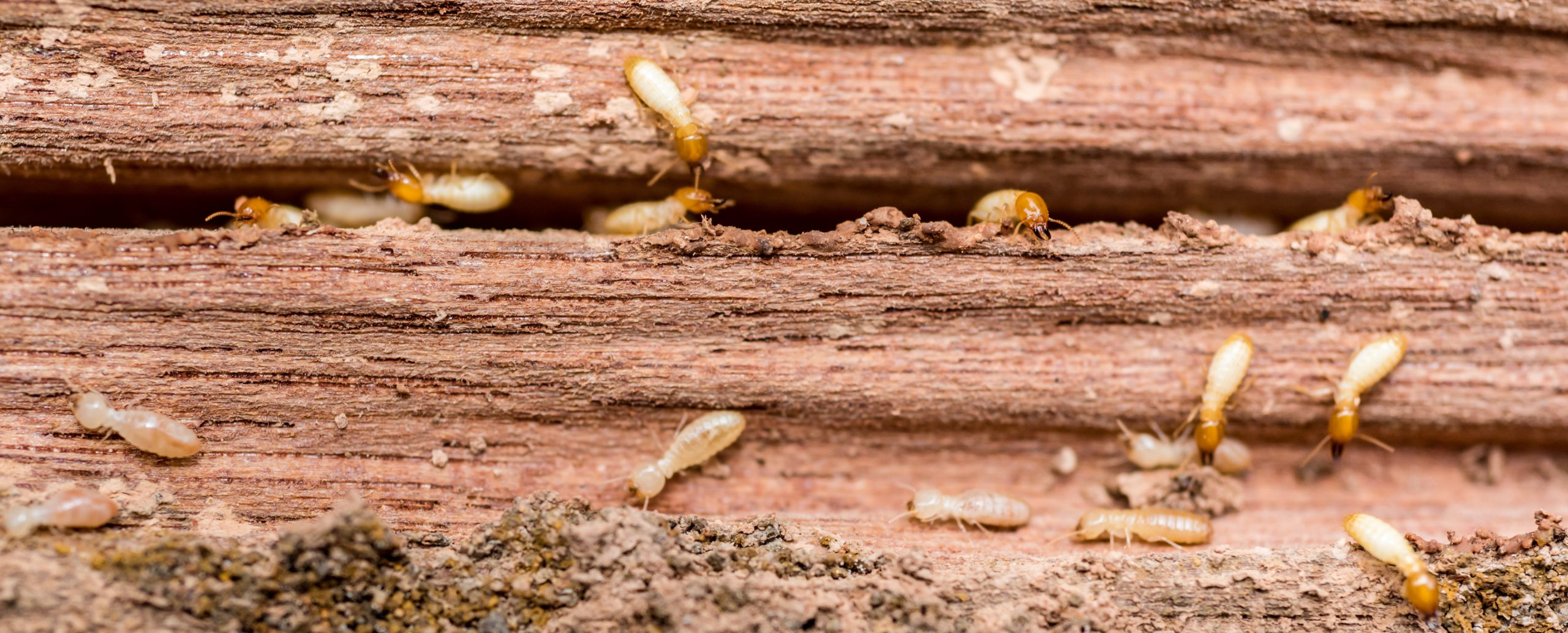 Will Painting Wood Prevent Termites? – Chem Free