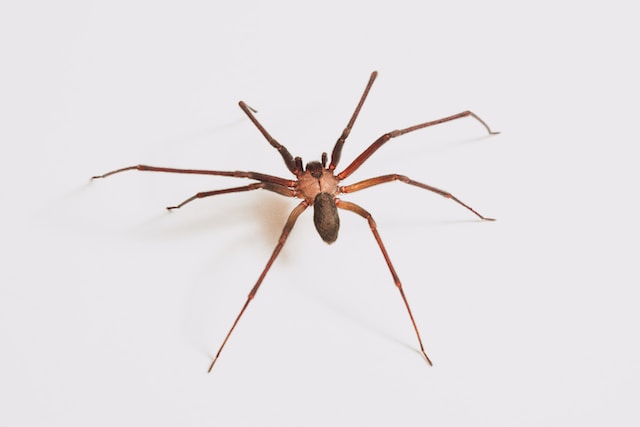 A brown recluse spider with a violin shape on it's back, one of the spiders in Nevada