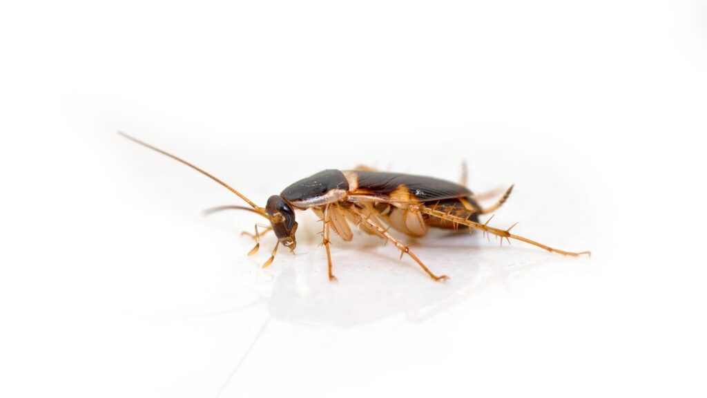 Brown banded cockroach a tiny roach