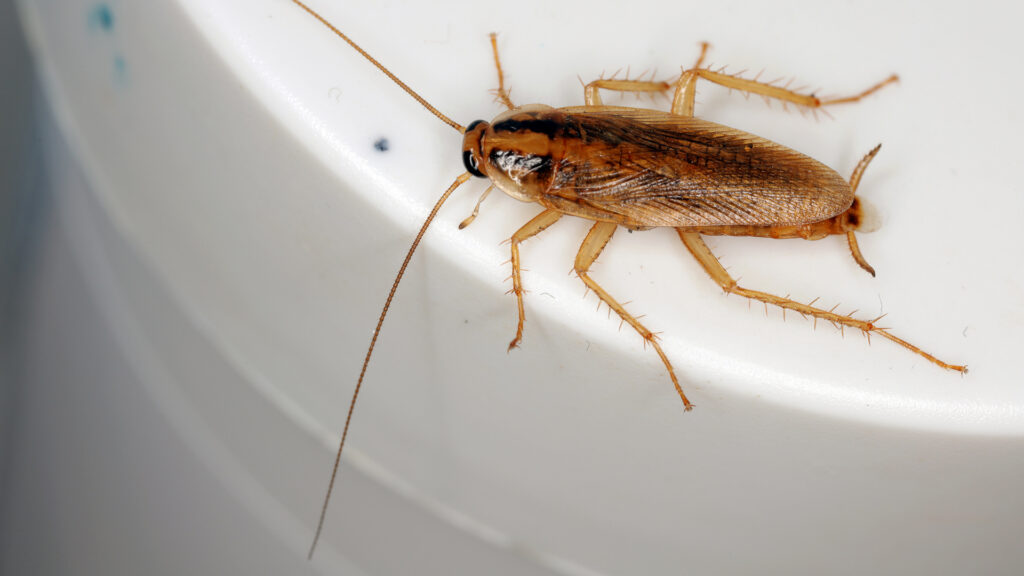 German roach a tiny roach