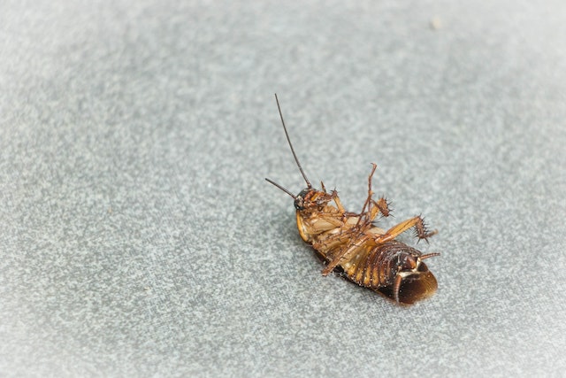 A cockroach on it's back, one of the tiny roaches in the United States