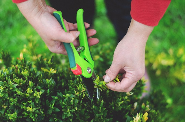 Someone in a red shirt pruning bushes, a stink bug deterrent to keep these pests away from your home
