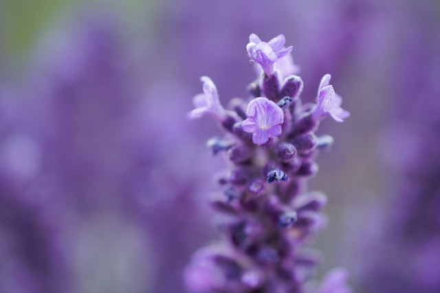 Springs of lavender 
