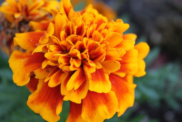 Close up shot of an orange marigold, one of the plants that repel ants