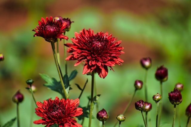 Red mums in a field, one of the plants that repel plants