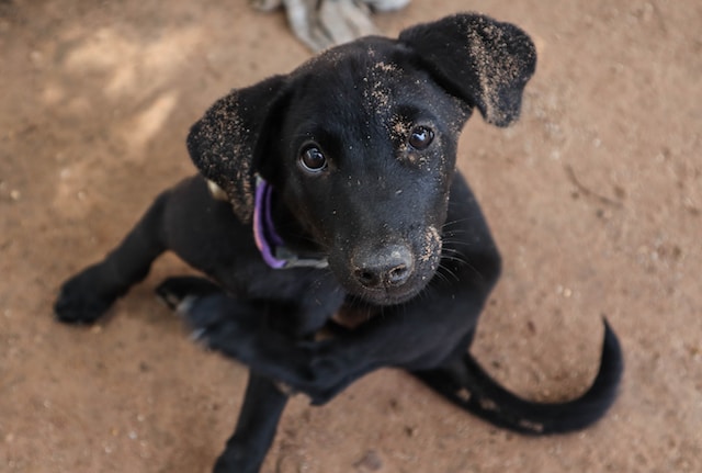 Black dog covered in dirt scratching itself