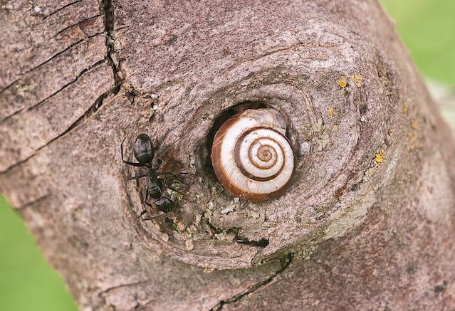 Carpenter ant walking on a tree trunk with a snail 