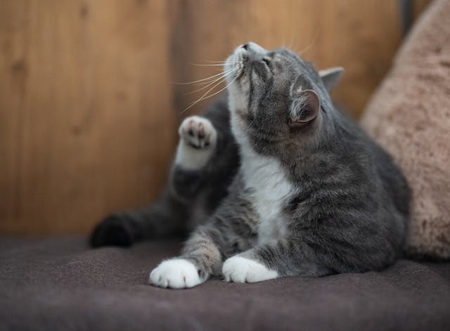 Cat scratching itself indoors