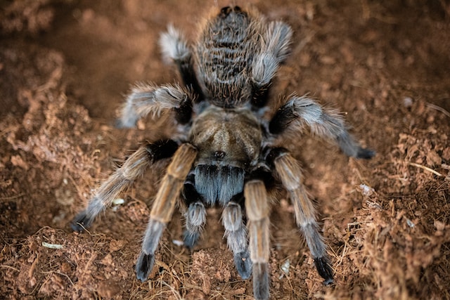 desert tarantula, one of the spiders in Arizona