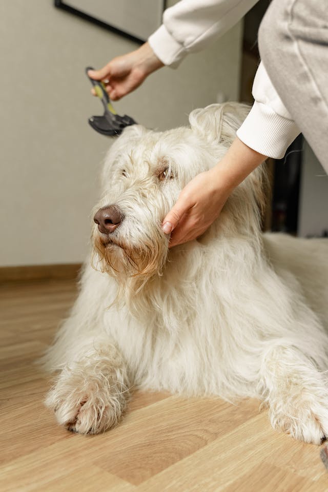 woman slowly combing a dogs hair, one of the ways how to get mouse trap glue off of fur