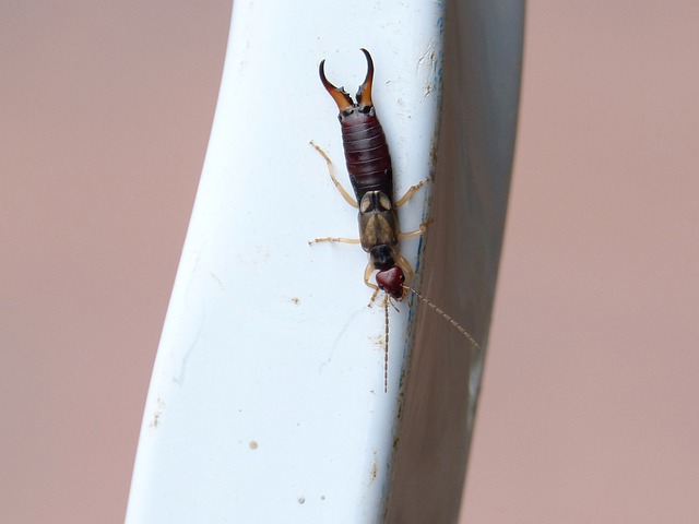 Earwig on a white railing