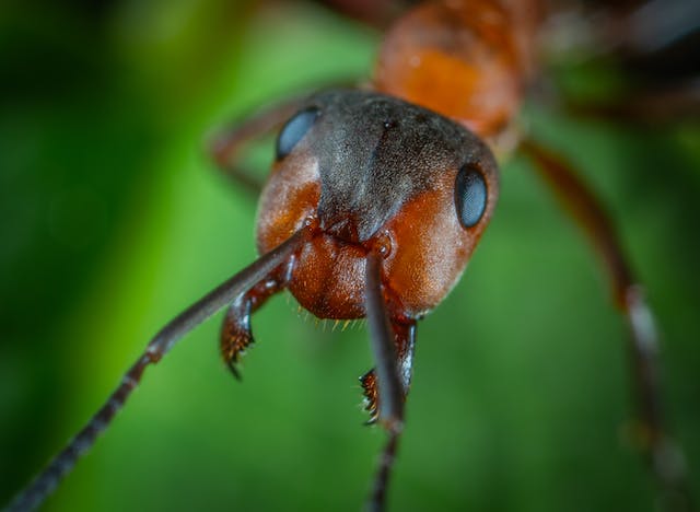 macro of a carpenter ant on a leaf