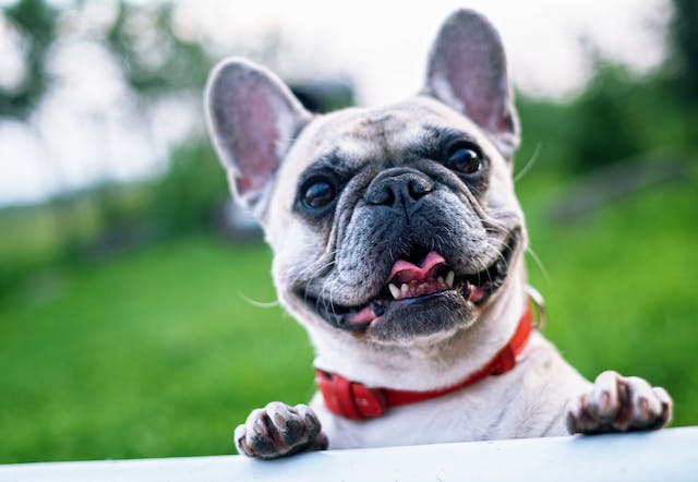 French bulldog leaning up on a fence
