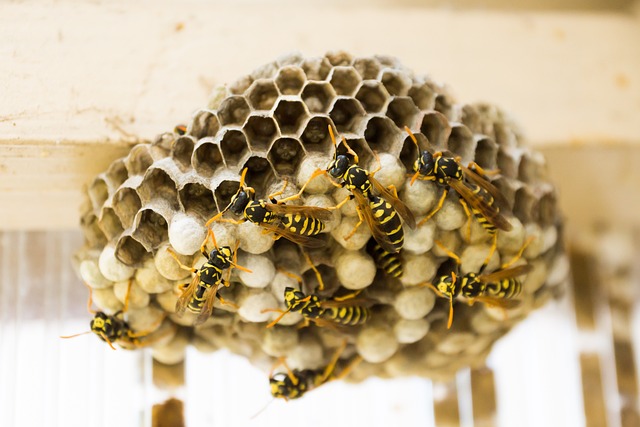 Yellowjackets building their nest