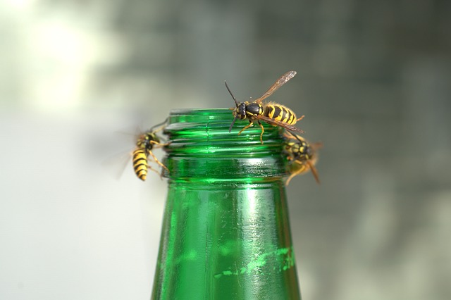 Three wasps congregating on a green glass bottle