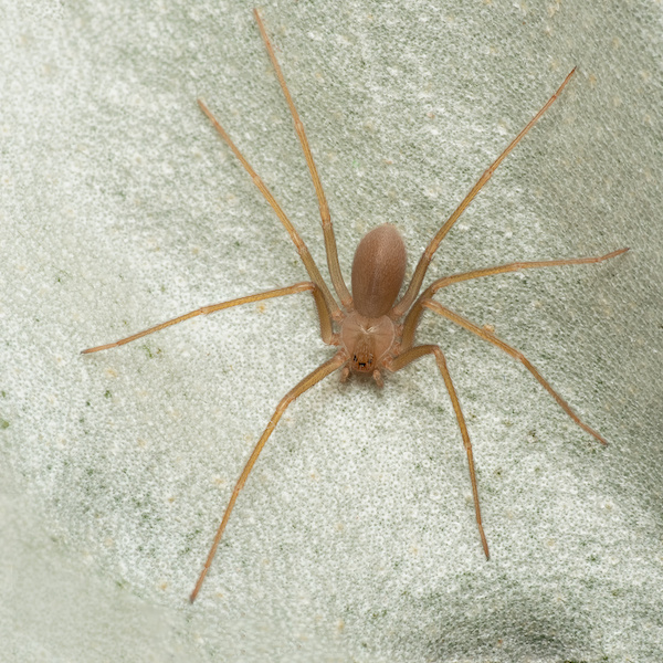 Brown recluse spider, in its wild habitat.