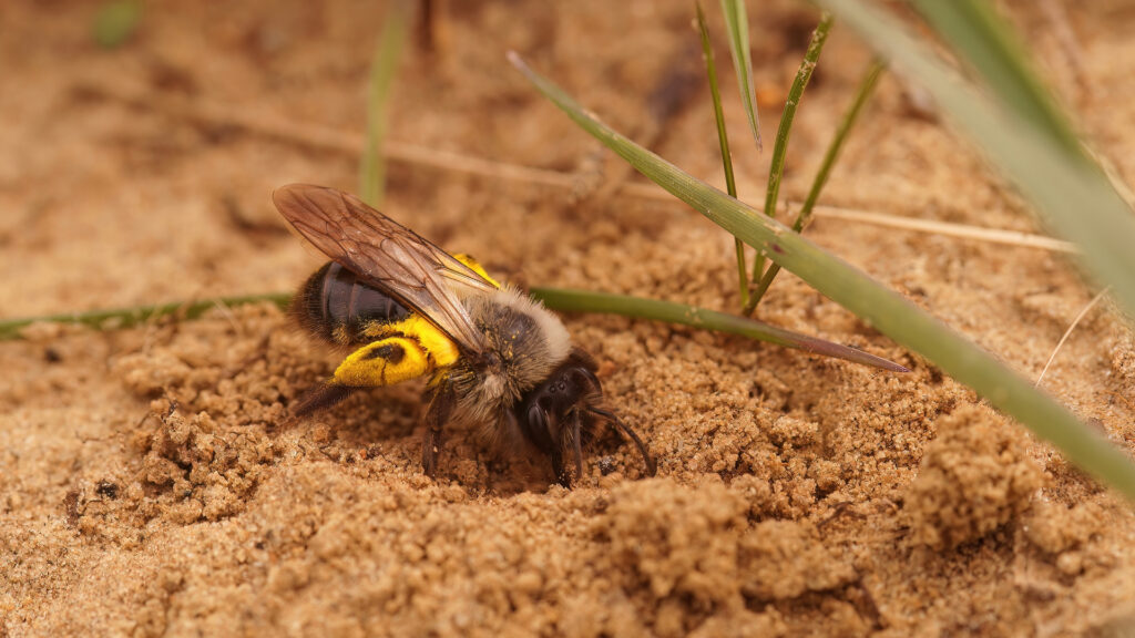 Bee ground nest