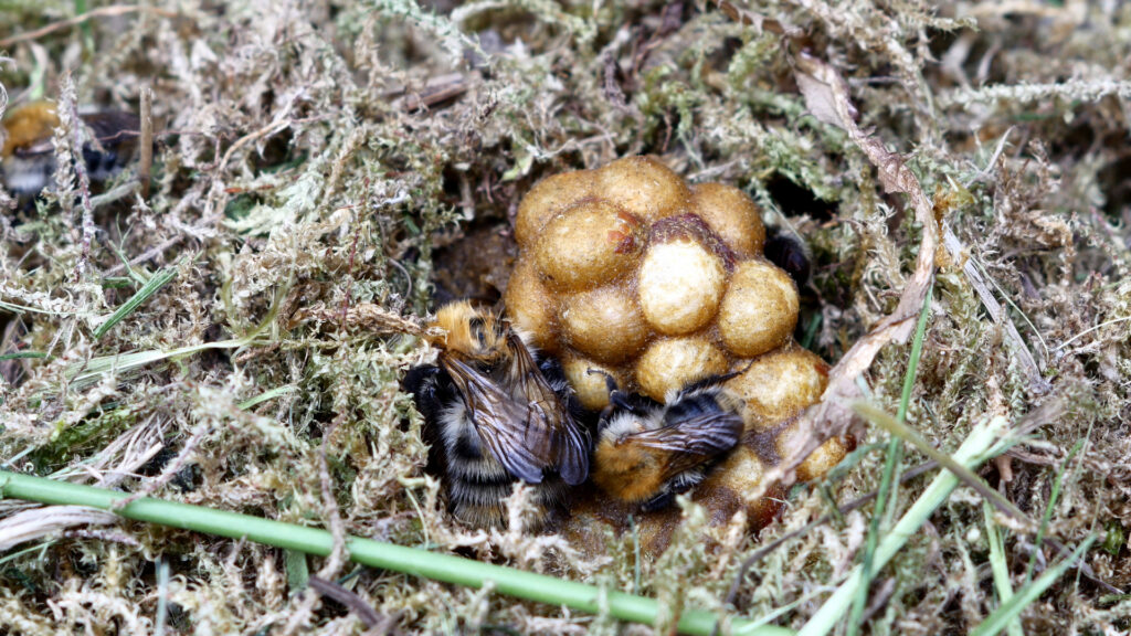 Bumblebee nest